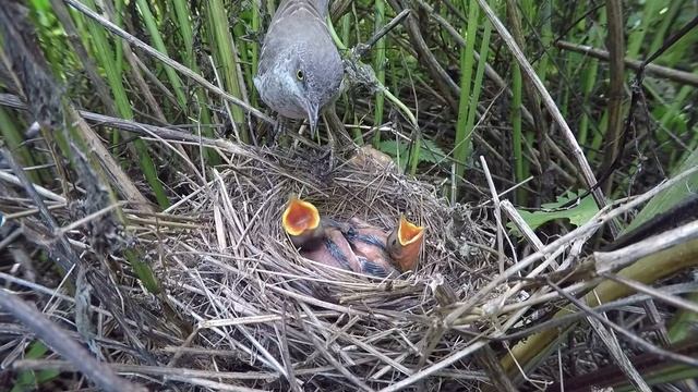 Ястребиная Славка 160613 2 в лопухах 160614GoPro 22 смотреть онлайн