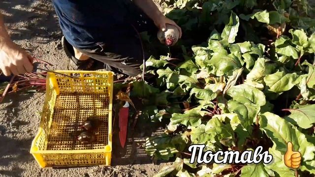 Зачем сажать свёклу и после чего. смотреть онлайн