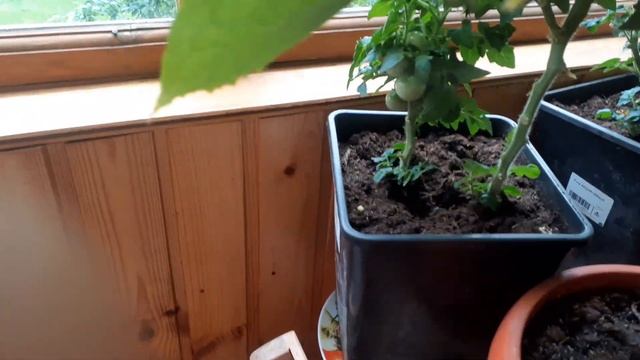 Любовь к даче ,с возрастом переросла в хобби на лоджии смотреть онлайн