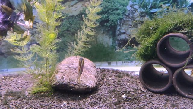 Пельвикахромис пульхер / Pelvicachromis pulcher #Пельвикахромис #Pelvicachromispulcher смотреть онлайн