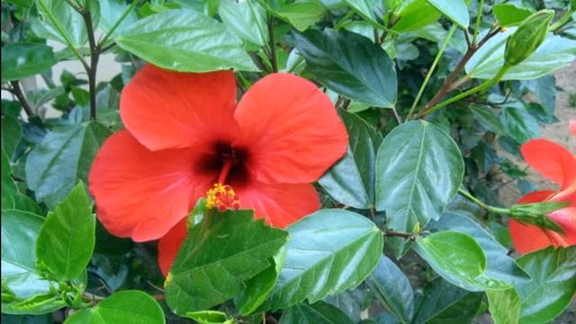 Китай Хайнань смотреть онлайн