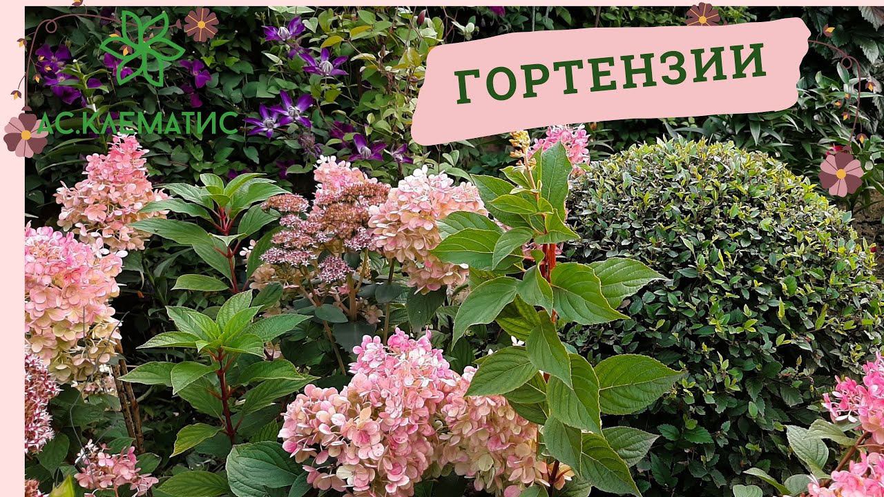 ГОРТЕНЗИИ | Формировка, обрезка, подкормка и полив | Гортензии в красивых цветниках смотреть онлайн