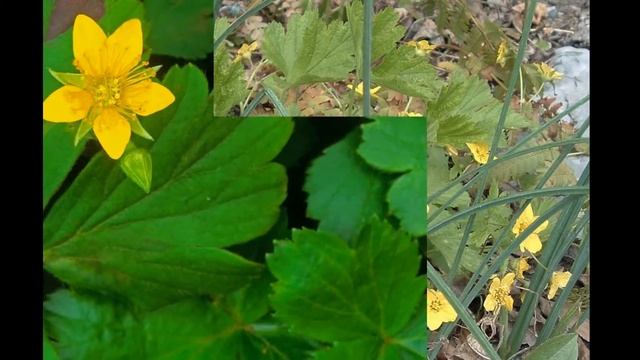 ВАЛЬДШТЕЙНИЯ (WALDSTEINIA) сем. Розоцветные смотреть онлайн