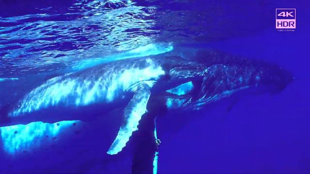 Самое красивое видео на ютубе 18 смотреть онлайн