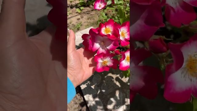 Rose Bukavu / Роза Букаву #roses #розы #roseflower