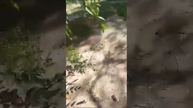 В Волгограде упавшее дерево повредило кровлю и балкон двухэтажки смотреть онлайн