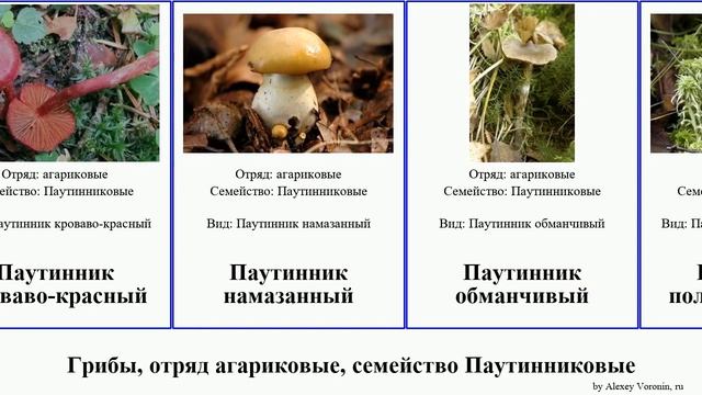 Грибы, отряд агариковые, семейство Паутинниковые галерина fungus бело-фиолетовый аномальный горный смотреть онлайн