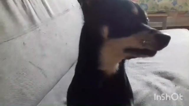 Веня в ботиночках/ как приучить собаку к обуви Ч. О. смотреть онлайн