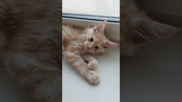 Котёнок породы МЕЙН-КУН рыжее серебро, возраст два с половиной месяца вес два триста, очень ласковы смотреть онлайн