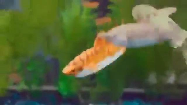 Игровой набор "Море чудес" - Корабль-призрак смотреть онлайн