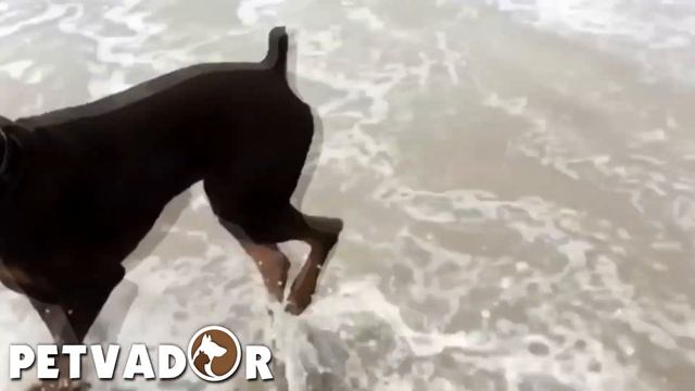 Собака Доберман - всё о породе | Порода собак доберман характер, уход и забота! смотреть онлайн