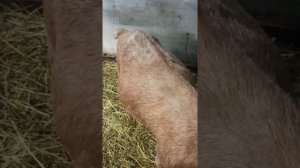 Тимпания (вздутие рубца). Козу дует. Спасаем! Счет идет на часы!