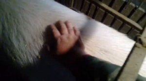 Как проверить свинку на супоросность, способы