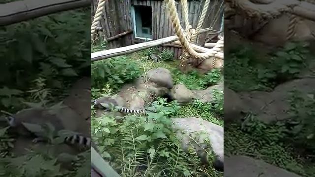 Кошачий лемур. смотреть онлайн
