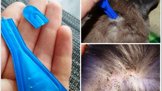 Как понять что у кошки блохи? Как вылечить кошку от блох? смотреть онлайн