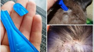 Как понять что у кошки блохи? Как вылечить кошку от блох?