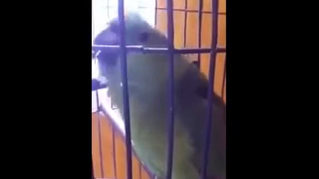 Не каждый попугай так сможет смотреть онлайн