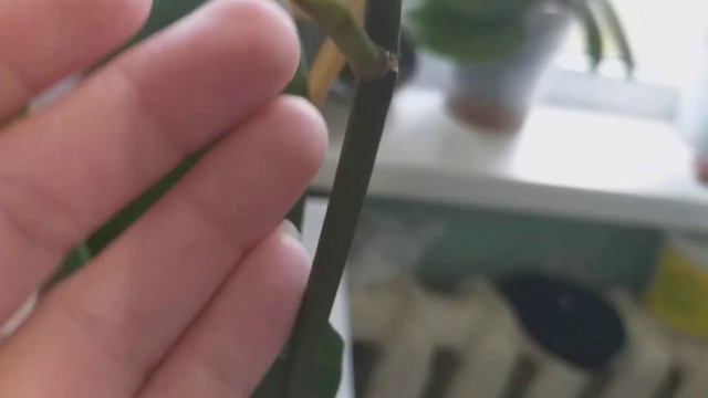 Орхидея Горизонт.Чем она меня удивила? смотреть онлайн