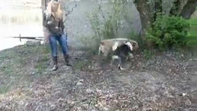 Скай, метис лайки смотреть онлайн