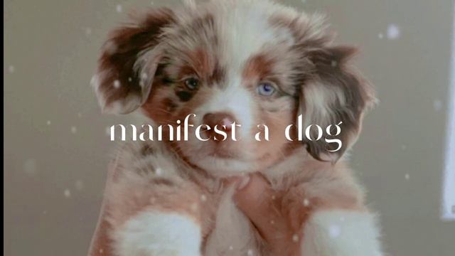 когда у тебя появилась собака?^ манифест собаки + мини бустер ^ смотреть онлайн