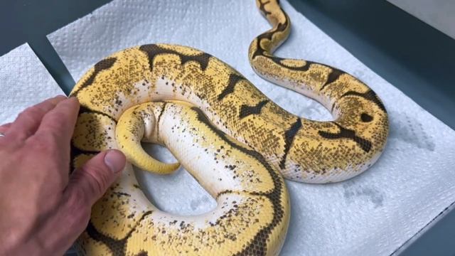 BREEDING BALL PYTHONS: TEMPS, LOCKS & OVULATIONS! смотреть онлайн