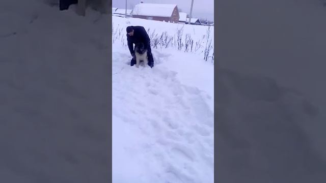 Армянский волкодав-гампр Горф 10 месяцев смотреть онлайн