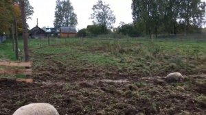 Электропастух с поросятами, венгерская  Мангалица.