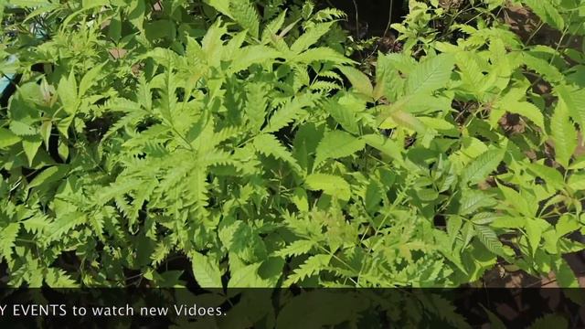 यहां दिए जाते हैं मुफ्त में पेड़-पौधे - Most Powerful Medicinal Plants - Daria Forest Nursery смотреть онлайн