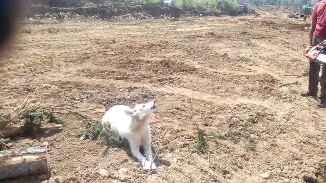 Собака подпевает. смотреть онлайн