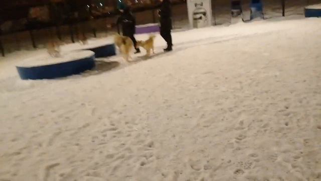 Пёс Тотоша знакомится ещё с одной юной красавицей Нави, бордер колли креативного раскраса🎯🤗 смотреть онлайн