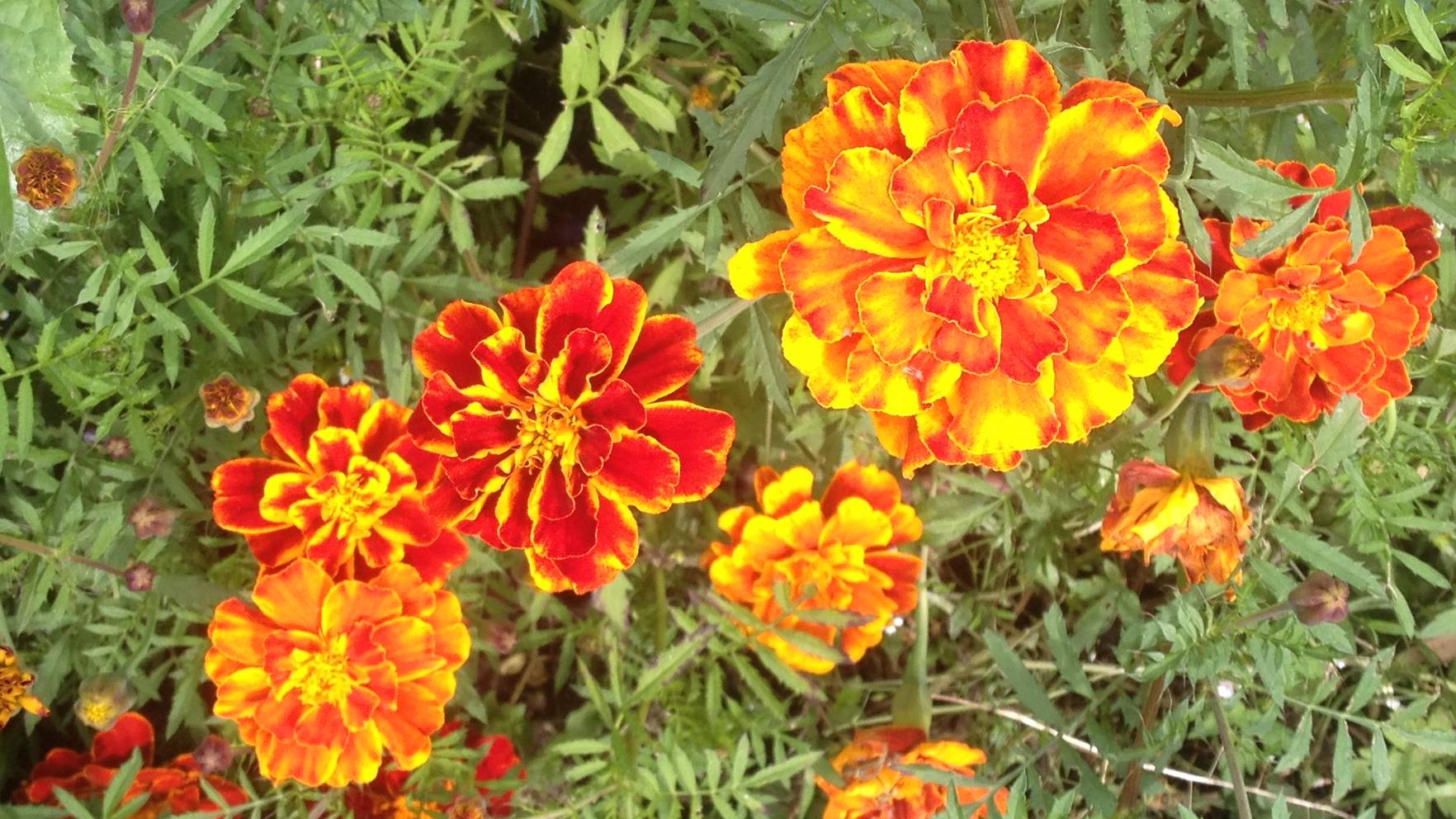 Во саду ли,в огороде смотреть онлайн