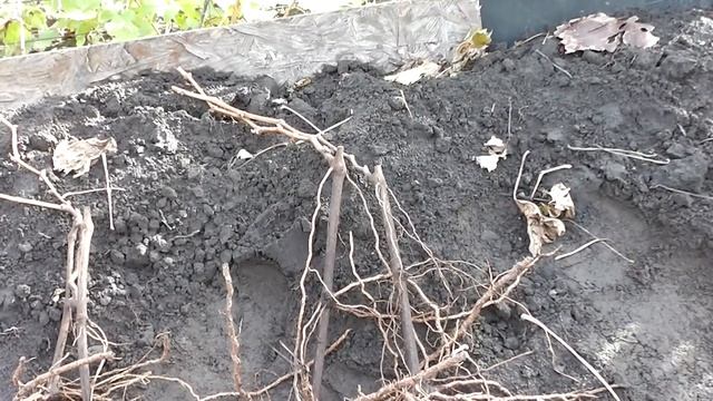 Уникальная подкормка огурцов и виноградных саженцев смотреть онлайн