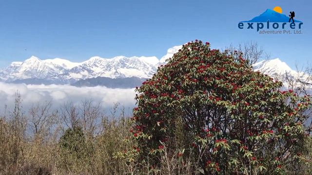 Annapurna Panorama Trekking | Explorer Adventure смотреть онлайн