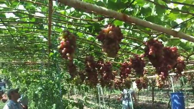Сорт похожий на Ризомат смотреть онлайн