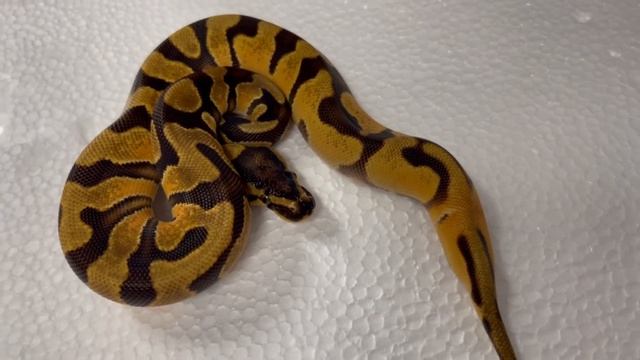 STRANGEST BALL PYTHON ! Jan 7, 2021 смотреть онлайн