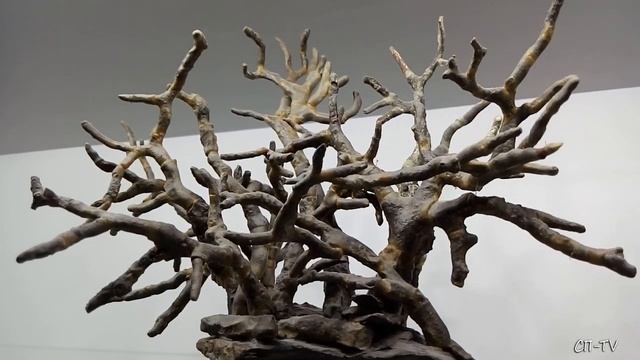 Палеонтологический музей в Ялте. Виртуальная экскурсия смотреть онлайн