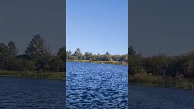 Наша река Березина!#дачнаяжизнь #дача #река