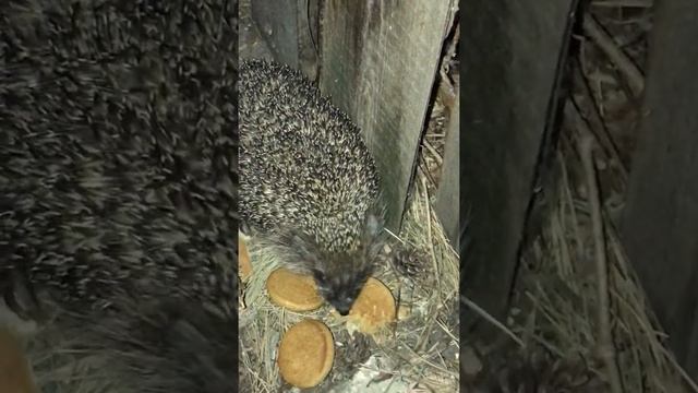 Ёжик в лесу ест печеньки смотреть онлайн