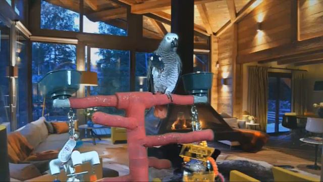 Говорящий попугай смотреть онлайн