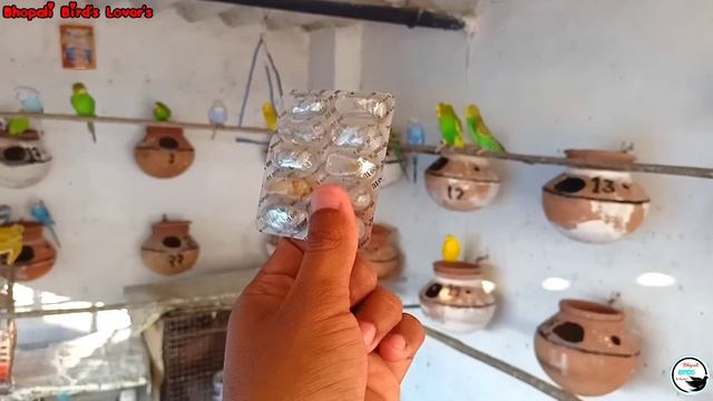 Budgie's Breeding Formula/अभी तक नही देखा तो नही होगी ब्रीड #birds #bhopalibirdslovers смотреть онлайн