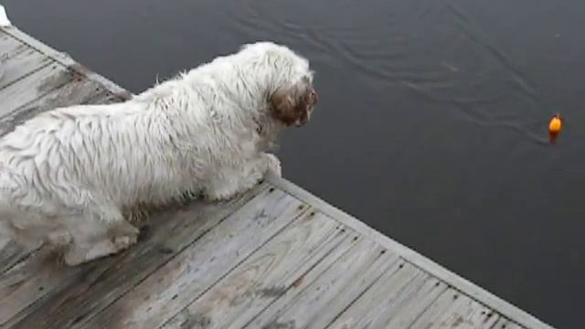 Jimmy the Clumber Spaniel is really wanting the bobber! смотреть онлайн