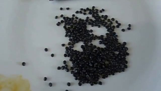 ЛАКОНОС  ОСОБЕННОСТИ ПОСЕВА  Видеоурок Ольги Черновой  8 февраля 2017 года