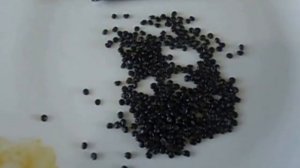 ЛАКОНОС  ОСОБЕННОСТИ ПОСЕВА  Видеоурок Ольги Черновой  8 февраля 2017 года