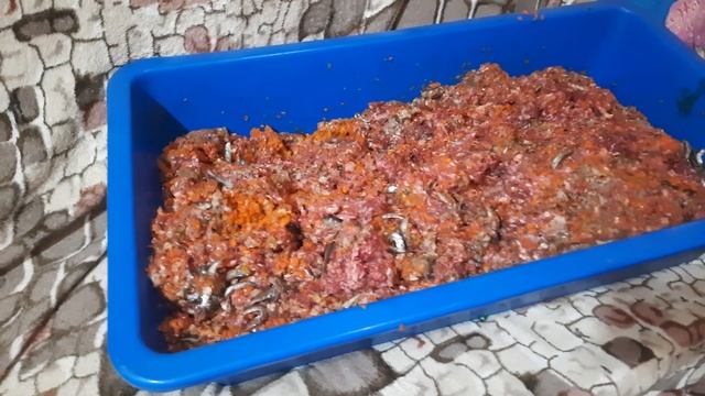 что кушают наши любимые ЧИХУАХУА КАСТРОПУЛО КРЫМ Симферополь, сырое мясо собакам