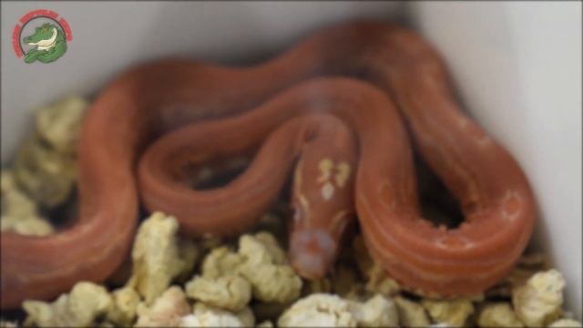 ＩＴＡＬＩＡＮ ＲＥＰＴＩＬＥＳ ＥＸＰＯ 23 - 24 OTTOBRE MILANO NOVEGRO SEGRATE ????? ??????????? ??????? смотреть онлайн