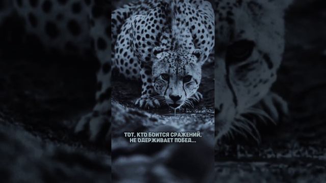 Нашиды для тренировок смотреть онлайн