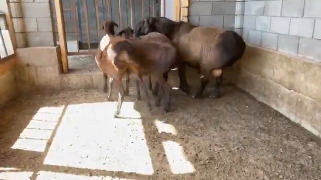 +77017224679 Анвар Рустемов. Гиссарские овцы. Хозяйство Умар.KG, Узген. смотреть онлайн