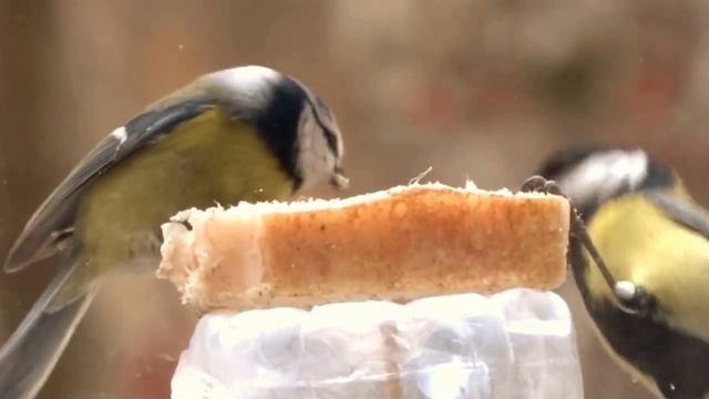 Синицы и сало. смотреть онлайн