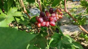 Днепровская Красавица селекция Калугина Виктора. Виноград Теплова Татьяна.