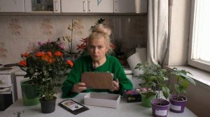 Как пересадить купленную розу?